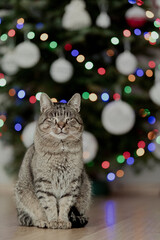 kot z choinką © ankapodkowa