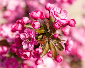 Fototapeta na wymiar pink flower buds of blooming sakura tree in spring. nature