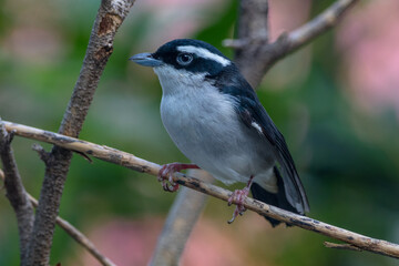 The mountain leaf warbler (Phylloscopus trivirgatus) 