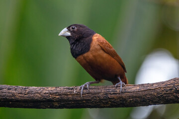 The chestnut munia or black-headed munia (Lonchura atricapilla) 