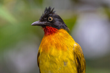 The ruby-throated bulbul (Rubigula dispar)