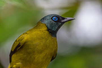 The black-headed bulbul (Brachypodius melanocephalos)