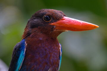 The Javan kingfisher (Halcyon cyanoventris), sometimes called the blue-bellied kingfisher or Java kingfisher