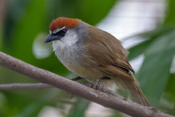 The chestnut-capped babbler (Timalia pileata) is a passerine bird of the family Timaliidae