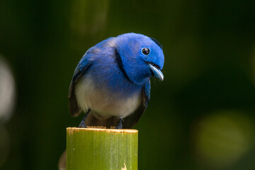 The black-naped monarch or black-naped blue flycatcher (Hypothymis azurea)