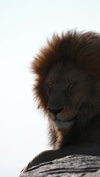 Detail of the face and gaze of a wild male lion, moving its fur with the dawn wind. Serengeti (Tanzania)