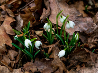 Snowdrops and twirls series