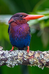 The Javan kingfisher (Halcyon cyanoventris), sometimes called the blue-bellied kingfisher or Java...