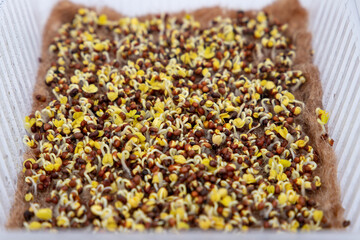 Germinating microgreens at home. Cabbage microgreens. Selective focus.