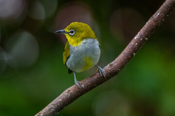 The Javan white-eye (Zosterops flavus)