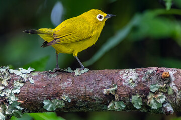The Javan white-eye (Zosterops flavus) 