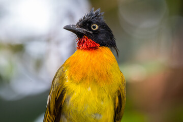 The black-crested bulbul (Pycnonotus melanicterus)