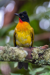 The ruby-throated bulbul (Rubigula dispar)