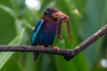 Halcyon cyanoventris (Thje Javan Kingfisher)