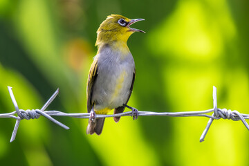 The Javan white-eye (Zosterops flavus) 