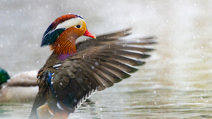 Beautiful colorful Mandarin duck in a winter snowy scene fluttering its wings captured in Gdansk,...