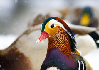 Portrait of a beautiful colorful Mandarin duck in a winter snowy scene captured in Gdansk, Poland.
