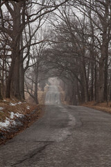 A Bump in the Road.  Canopy of trees hang over a country road on a foggy morning. 