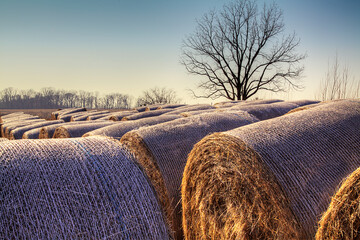 Hay Bales at Dusk.  Hay bales stacked together with golden hour light.  A lone winter bare tree stands above the bales.
