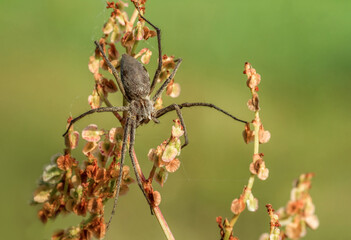 Piękny pająk na łonie natury