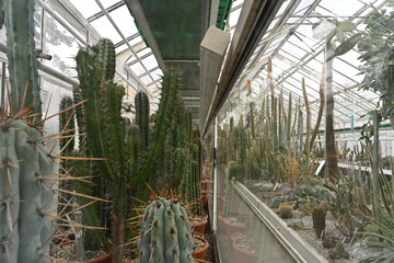 Fototapeta premium Cacti collection inside a greenhouse with a path in the middle. On the left hand side there are cacti placed in a glass case. That taken in diminishing perspective. 