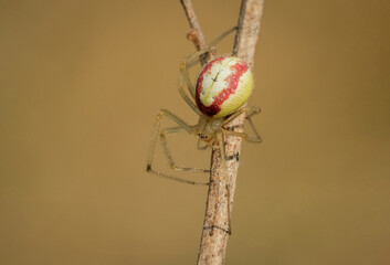 Piękny barwny pająk na łonie natury - obrazy, fototapety, plakaty
