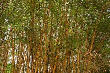 Giant yellow bamboo, ideal for construction
