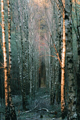 birch path