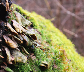 Mushrooms and moss of dead tree