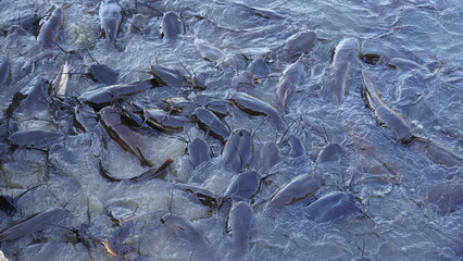 Freshwater black catfish. Group of catfish waiting for bread feeding in the swamp.