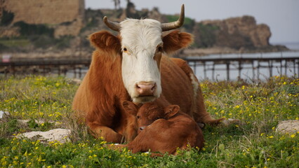 Cow and calf lying down in a meadow. Veal tenderness