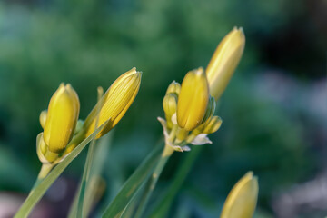 Fototapeta premium Hemerocallis Stella de Oro and Happy Hooligan macro green flower bud in the garden.