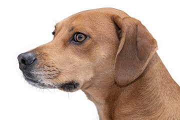 Closeup of an isolated hound puppy