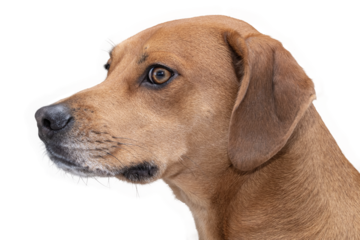 Closeup of an isolated hound puppy