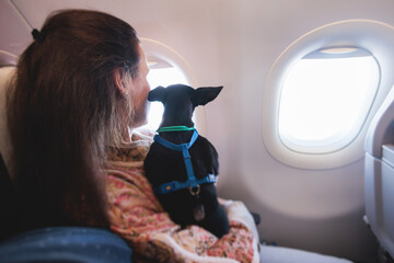 Dog in the aircraft cabin near the window during the flight, concept of travelling and moving with...