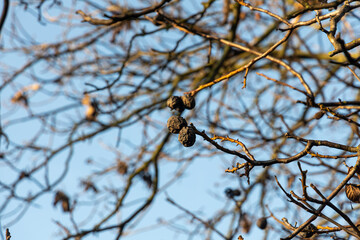 Beautiful brown silhouette of a walnut tree without leaves and nuts is on a blue sky background in autumn