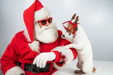 Portrait of santa claus in sunglasses and dog jack russell terrier in rudolf reindeer ears on a white background. 