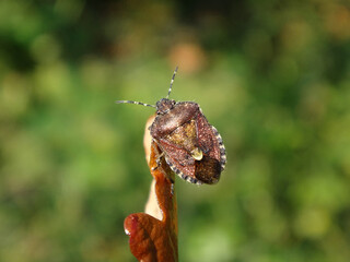 Hairy shield bug, sloe bug (Dolycoris baccarum) basking on a dry orange oak leaf