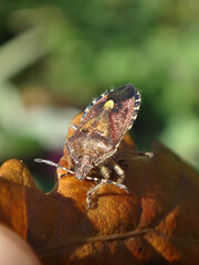 Hairy shield bug, sloe bug (Dolycoris baccarum) basking on a dry orange oak leaf