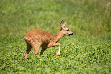 Naklejka na ściany i meble Roe deer, in the shamrock meadow. Roe deer, Capreolus capreolus, walking in the clover. Czech republic