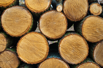 Naklejka premium Skład ściętego drewna