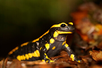 Fire Salamander (Salamandra salamandra), Ruhr-District, Germany