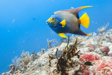 Fluorescent fish