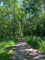 path in the forest