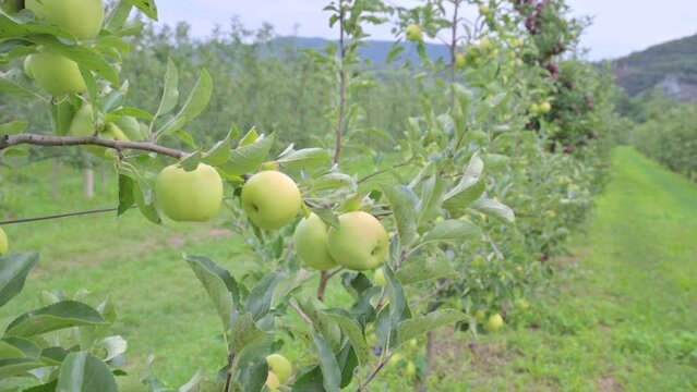 Apple orchard. Picture of ripe apples in the garden ready for harvest, morning shot. 