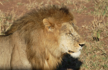 Lion ( Panthera leo ) resting, Ngorongoro Crater.