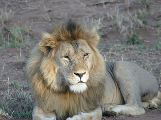 Lion ( Panthera leo ) resting, Ngorongoro Crater.