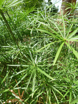 Umbrella sedge  Cyperus alterniflorus   Kenya .