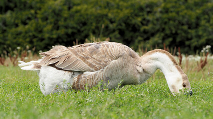 a white and beige goose with black beaks eats green grass .  Poultry