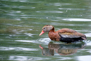 Black-bellied Whistling Duck Looks Down at the Water Surface on a Lagoon in Audubon Park, New Orleans, Louisiana, USA